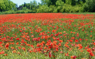Coquelicots : quatre pétales de bonheur