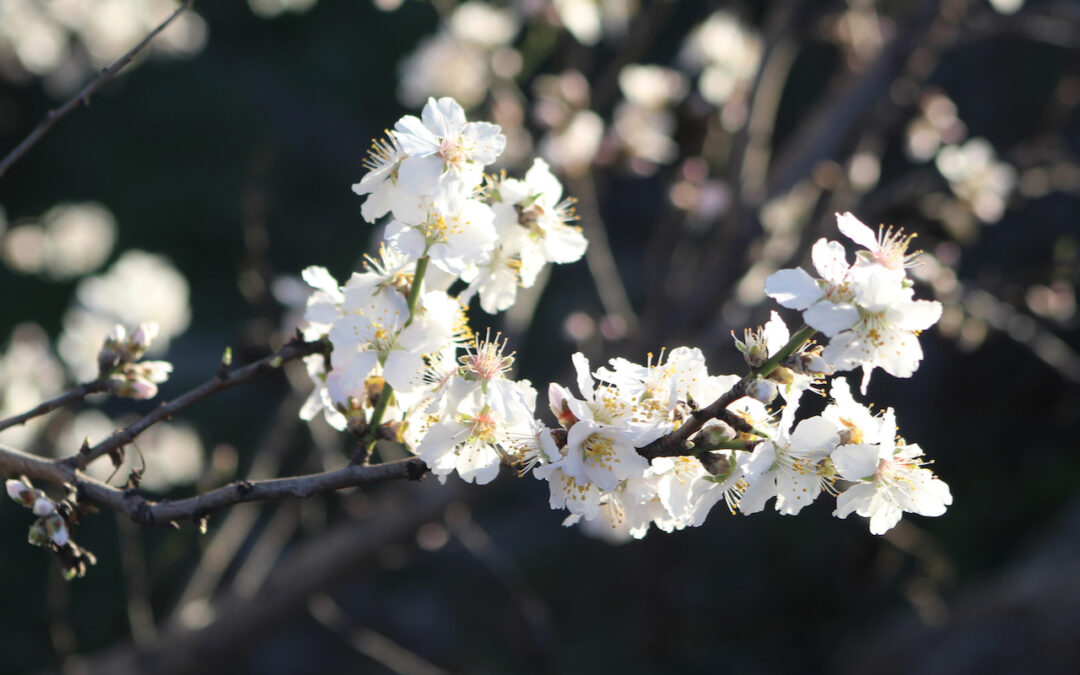 les amandiers en fleurs