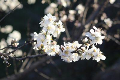 L'amandier en fleur © Apothéloz